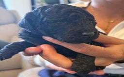 Cockapoo dogs for sale: Cockapoos Puppies  - Image 1