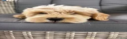 Cockapoo dogs for sale: 5 beautiful cockapoos  in Leighton Buzzard - Advert 8