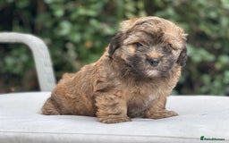 Mixed Breed dogs for sale: Stunning Norfolk terrier x jrt pups ready now - Image 19