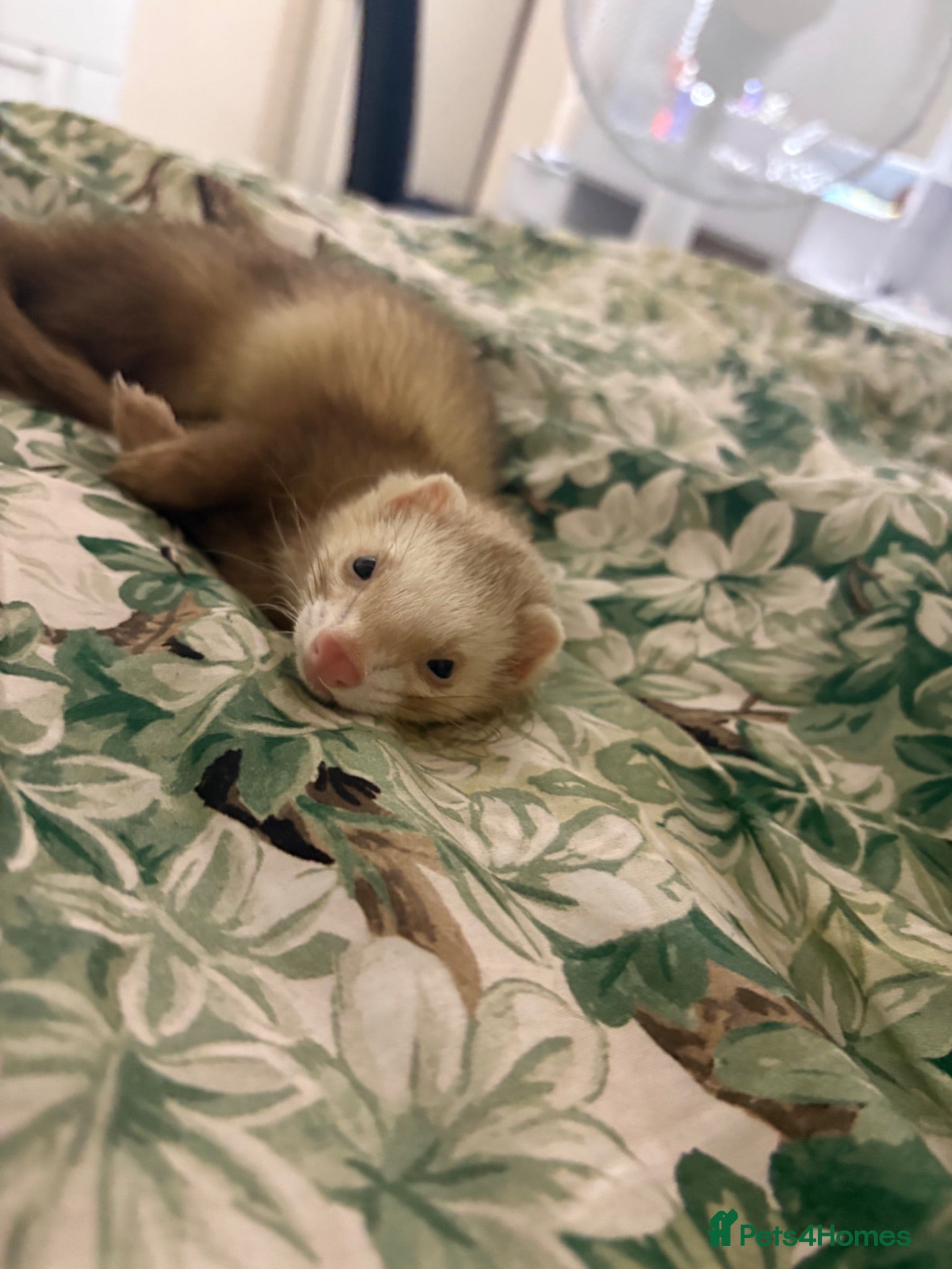 Ferret rodents Blondie and blackie  - Advert 7