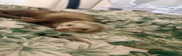 Ferret rodents for sale: Blondie and blackie  - Advert 1
