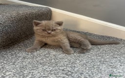 British Shorthair cats for sale: British Shorthair kittens Lilac & Blue  - Image 2