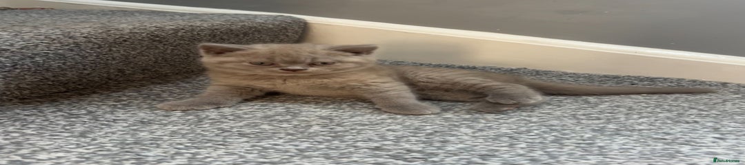 British Shorthair Kitten 2