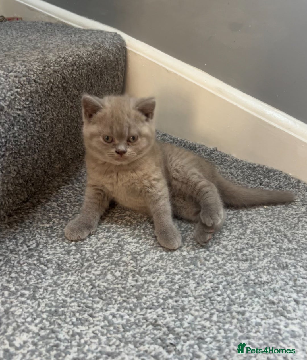 British Shorthair cats for sale: British Shorthair kittens Lilac & Blue  - Image 2