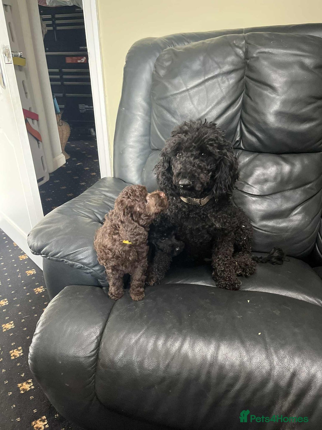 Mixed Breed dogs for sale: Beautiful miniature x toy poodle puppies - Image 3