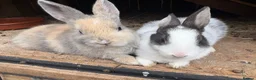 Mixed Breed rabbits for sale: 4 beautiful baby bunnies - Advert 5