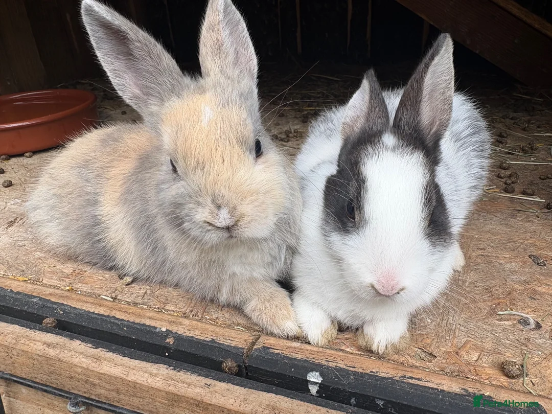 Mixed Breed rabbits for sale: 4 beautiful baby bunnies - Advert 5