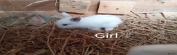 Mini Lion Lop rabbits for sale: Lop cross lionhead babies - Advert 9