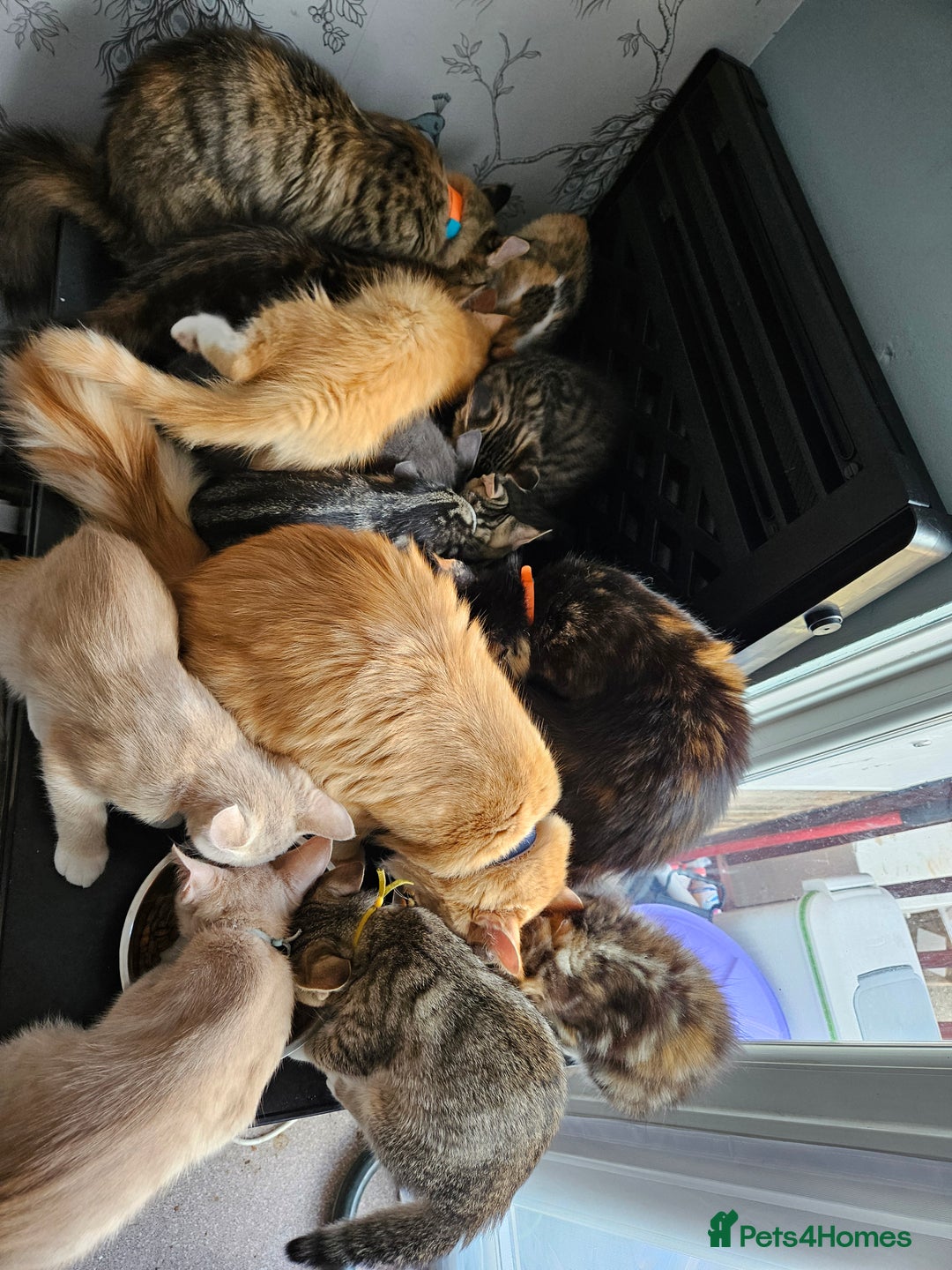 Maine Coon cats for sale: Maine Coon (parents not registered - family pet) - Image 17