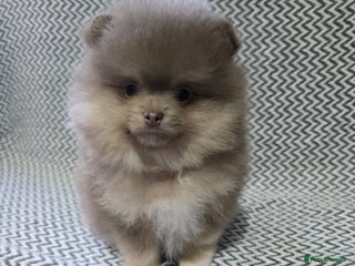 Pomeranian dogs - Advert 9