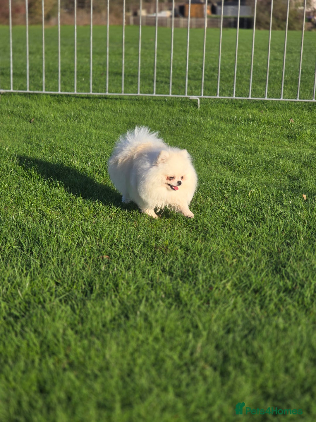 Pomeranian dogs for stud: 🌟 PREMIUM STUD SERVICE: "KIMCHI" 🌟 - Advert 2