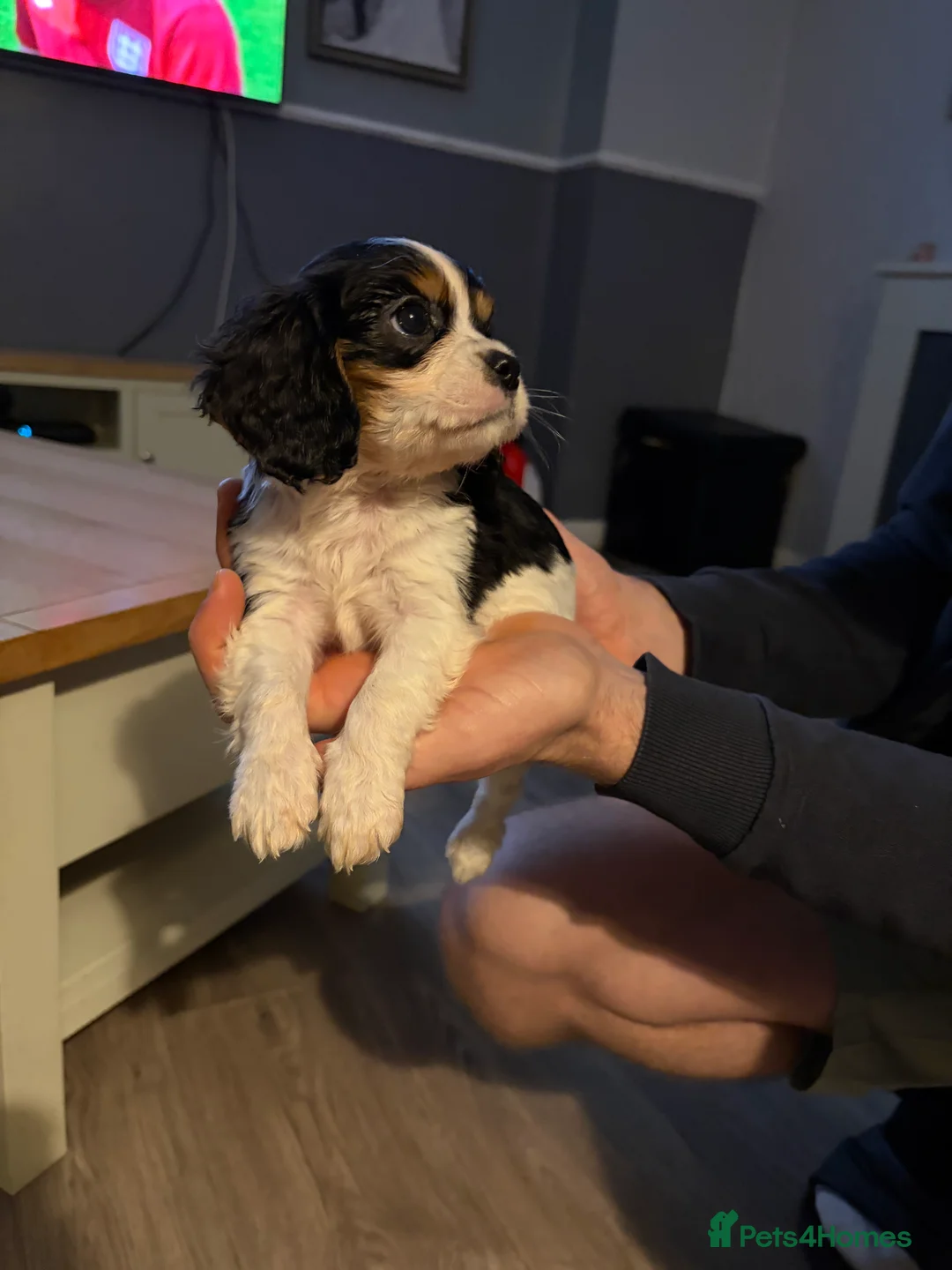 Cavalier King Charles Spaniel dogs for sale: Cavalier King Charles  - Advert 4