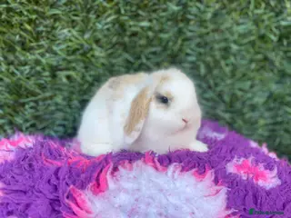 Mini Lop rabbits Mini lops ( Est since 2014 ) - Advert 8