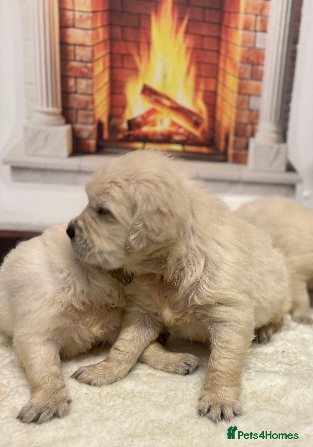 Golden Retriever dogs for sale: Golden Retriever Pups from Health Tested Parents  - Advert 10