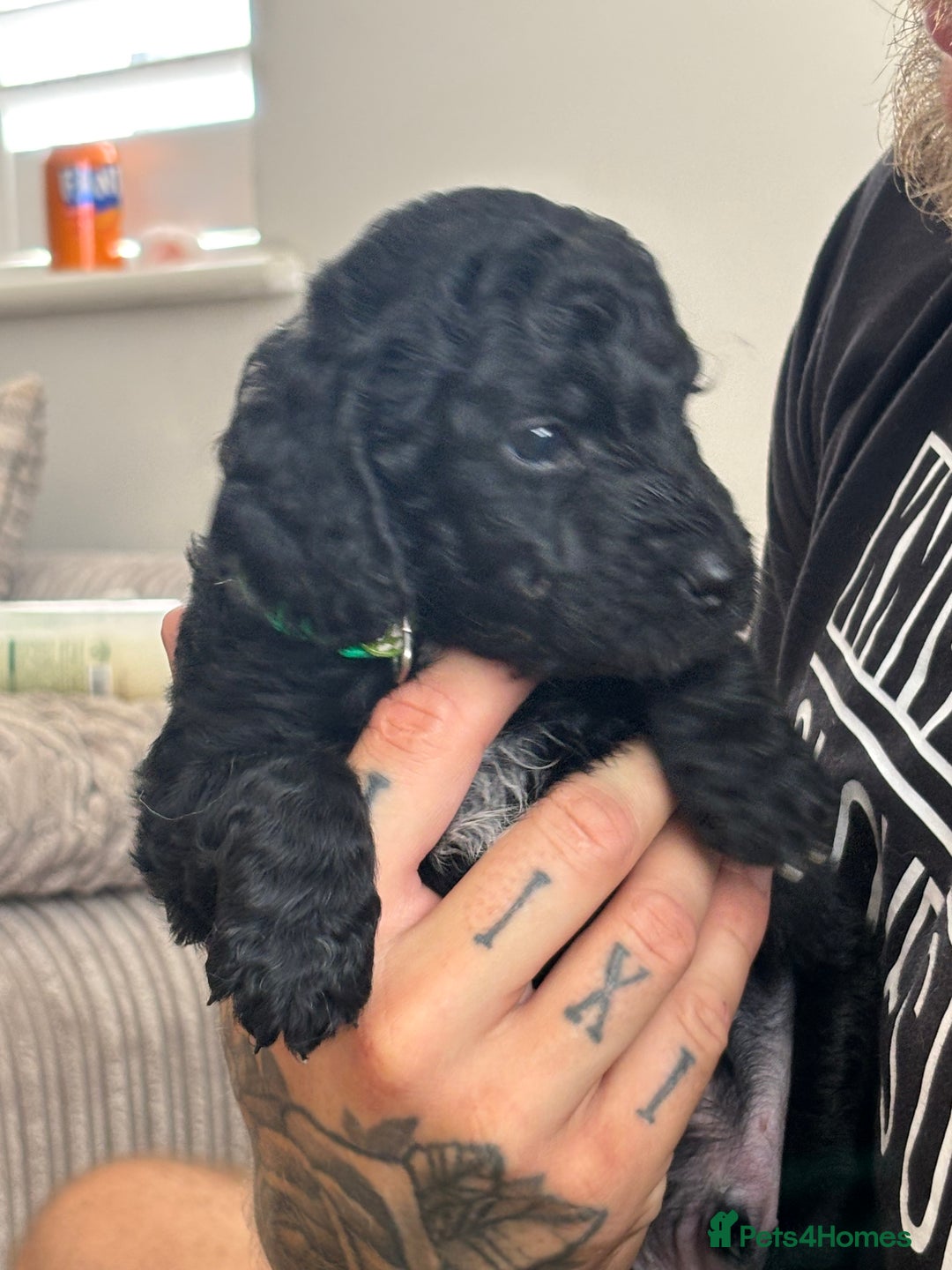 Cockapoo dogs for sale: Beautiful fluffy black cockapoos in Burgess Hill - Image 13