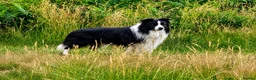 Border Collie dogs for stud: For stud. KC reg and proven.  - Advert 1