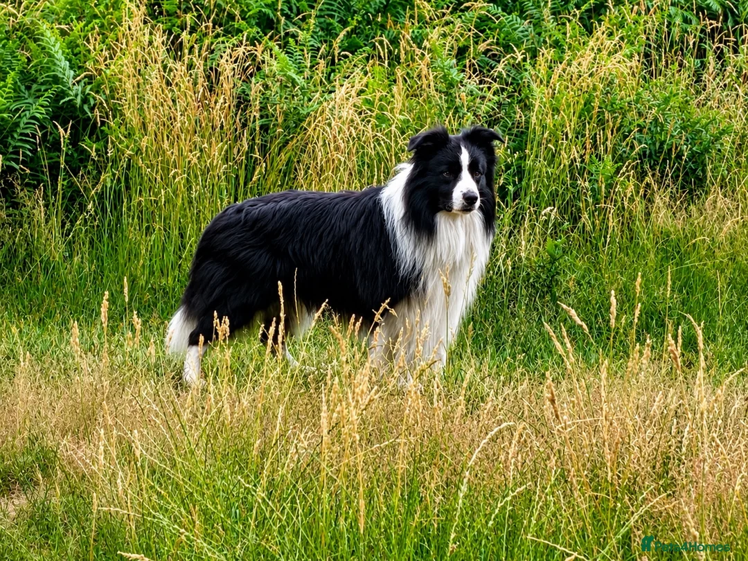 Border Collie dogs for stud: For stud. KC reg and proven.  - Advert 1