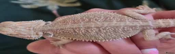 Bearded Dragon reptiles for sale: 100% Het Zero Hypo Bearded Dragon baby - Advert 3