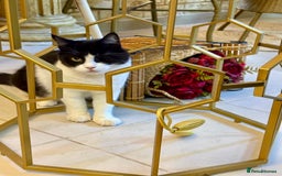 Mixed Breed cats for adoption: Lilian, the gorgeous one-eyed queen 👑  - Image 1