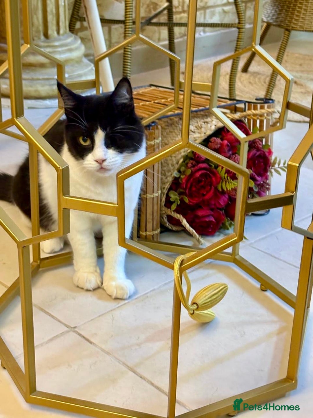 Mixed Breed cats for adoption: Lilian, the gorgeous one-eyed queen 👑  - Image 1