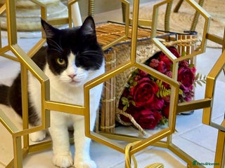 Mixed Breed cats - Advert 2