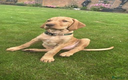 Hungarian Vizsla dogs for sale: Hungarian Vizsla - Image 1