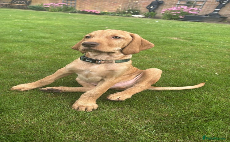 Hungarian Vizsla dogs - Advert 1