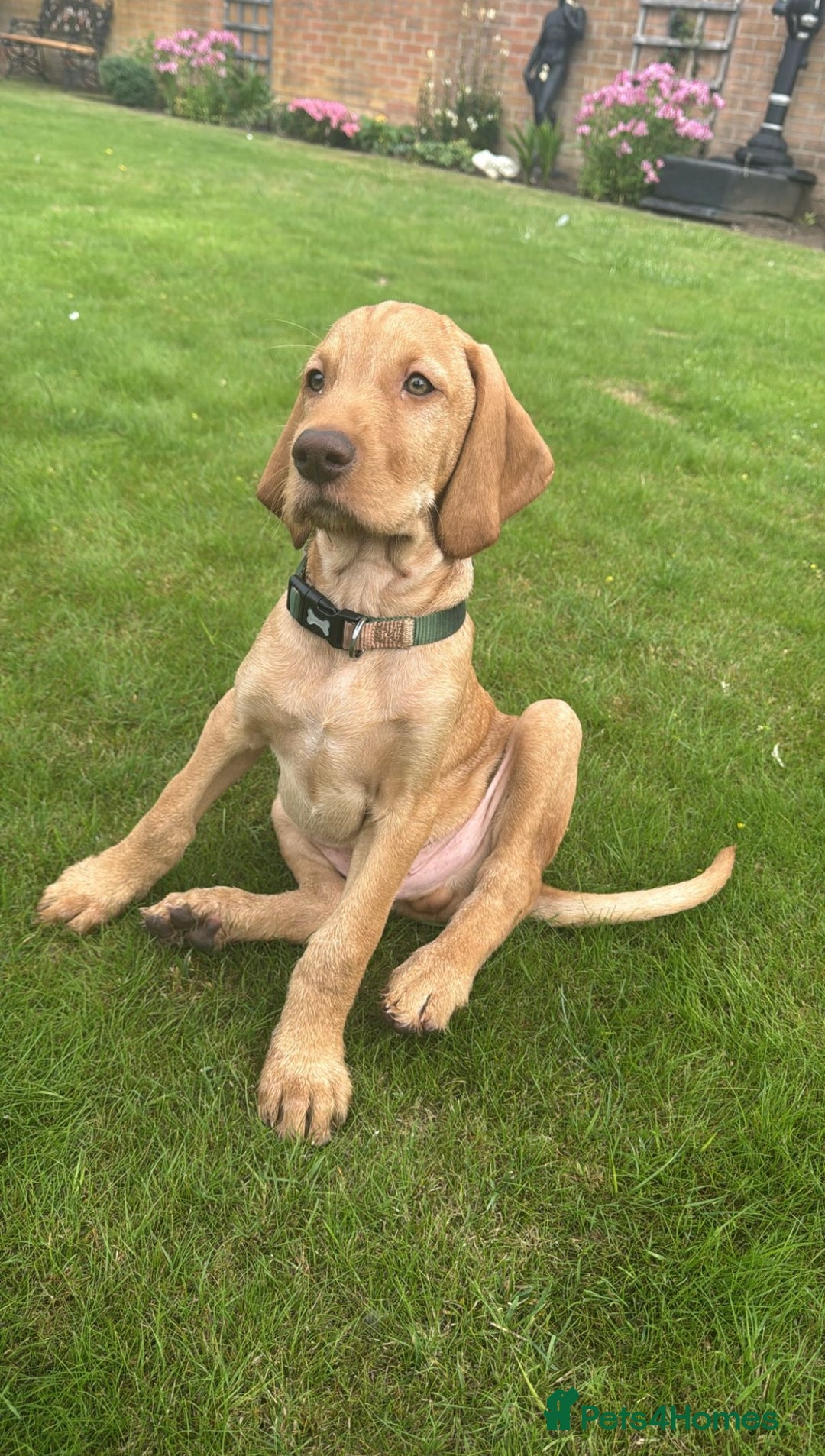 Hungarian Vizsla dogs for sale: Hungarian Vizsla - Image 1