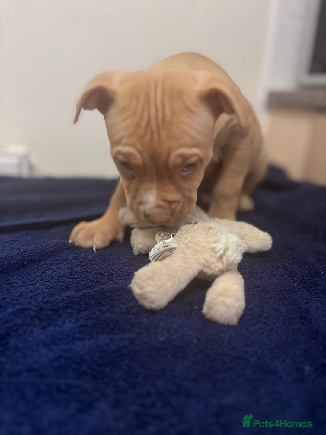 Mixed Breed dogs for sale: Staff puppies for sale!!!!! Weened and Ready now!! - Image 13