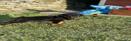 Rottweiler dogs for sale: 🐾 KC Registered Rottweiler Puppies for sale in Huddersfield - Advert 31