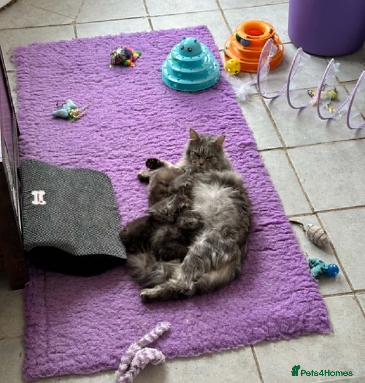 Maine Coon cats MAINE COON KITTENS - Advert 18