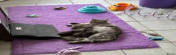 Maine Coon cats for sale: MAINE COON KITTENS - Advert 1