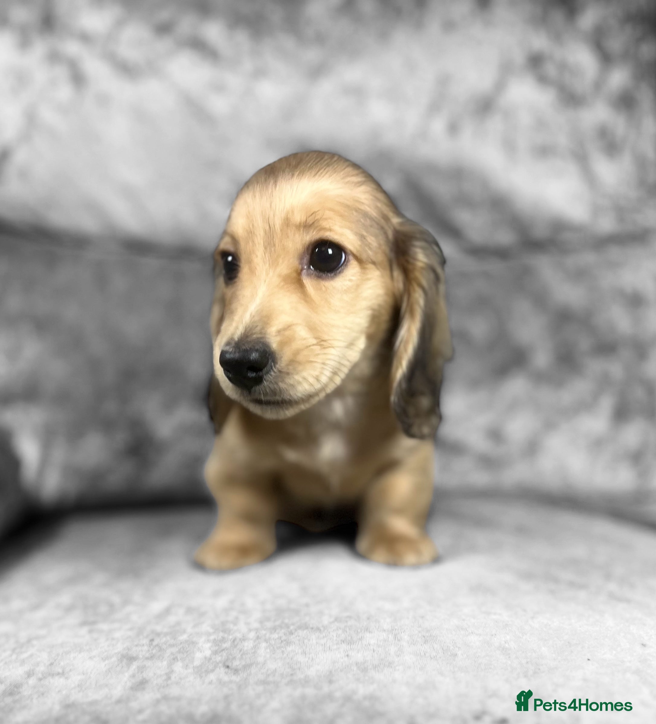 Dachshund dogs KC shaded cream miniature LH dachshunds for sale - Advert 2