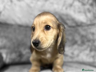 Dachshund dogs KC shaded cream miniature LH dachshunds for sale - Advert 5