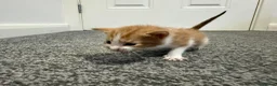 Domestic Shorthair cats for sale: 4 stunning ginger and white kittens  - Advert 7