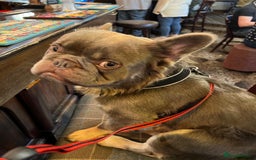 French Bulldog dogs for stud: Blue fluffy stud available  - Image 3