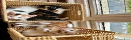 Mixed Breed cats for sale: Lovely, friendly kittens - Advert 7