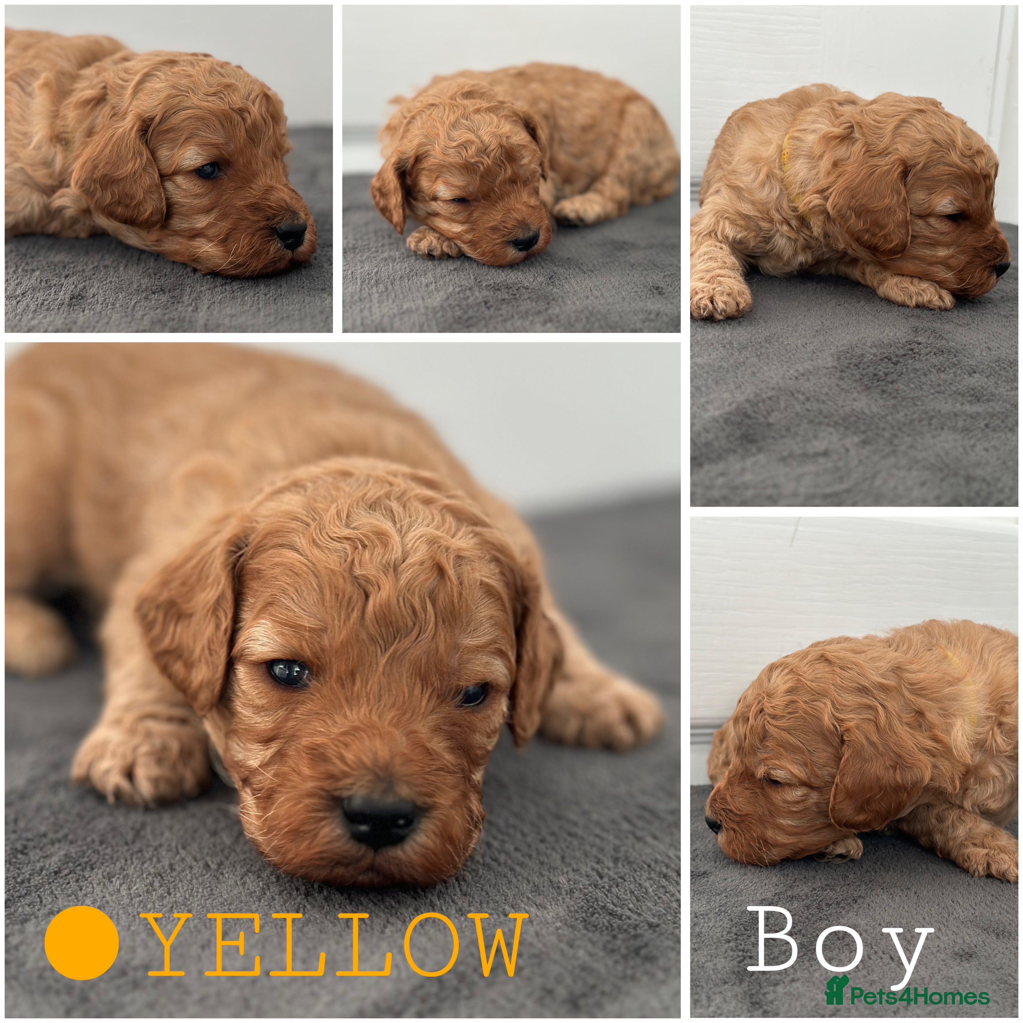 Mixed Breed dogs Cavapoo x Cockapoo puppies  - Advert 3