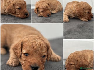 Mixed Breed dogs Cavapoo x Cockapoo puppies - Advert 3