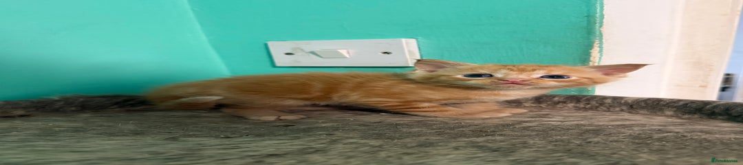 Maine Coon Kitten 1