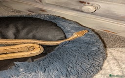 Python Snake reptiles for sale: Ball python  - Advert 4