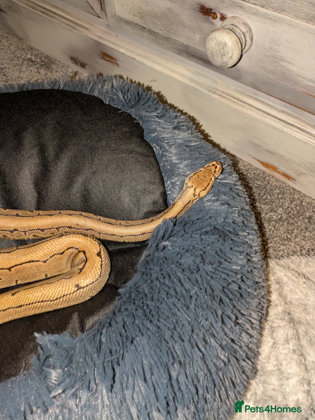 Python Snake reptiles for sale: Ball python  - Advert 4