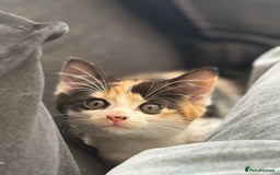 Mixed Breed cats for sale: Gorgeous calico girl - Image 2