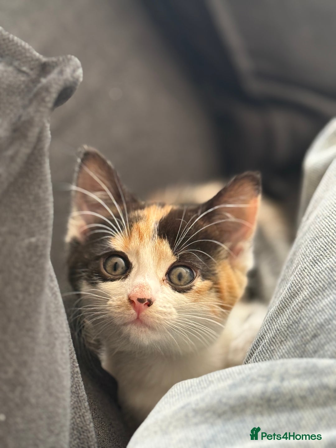 Mixed Breed cats for sale: Gorgeous calico girl - Image 2
