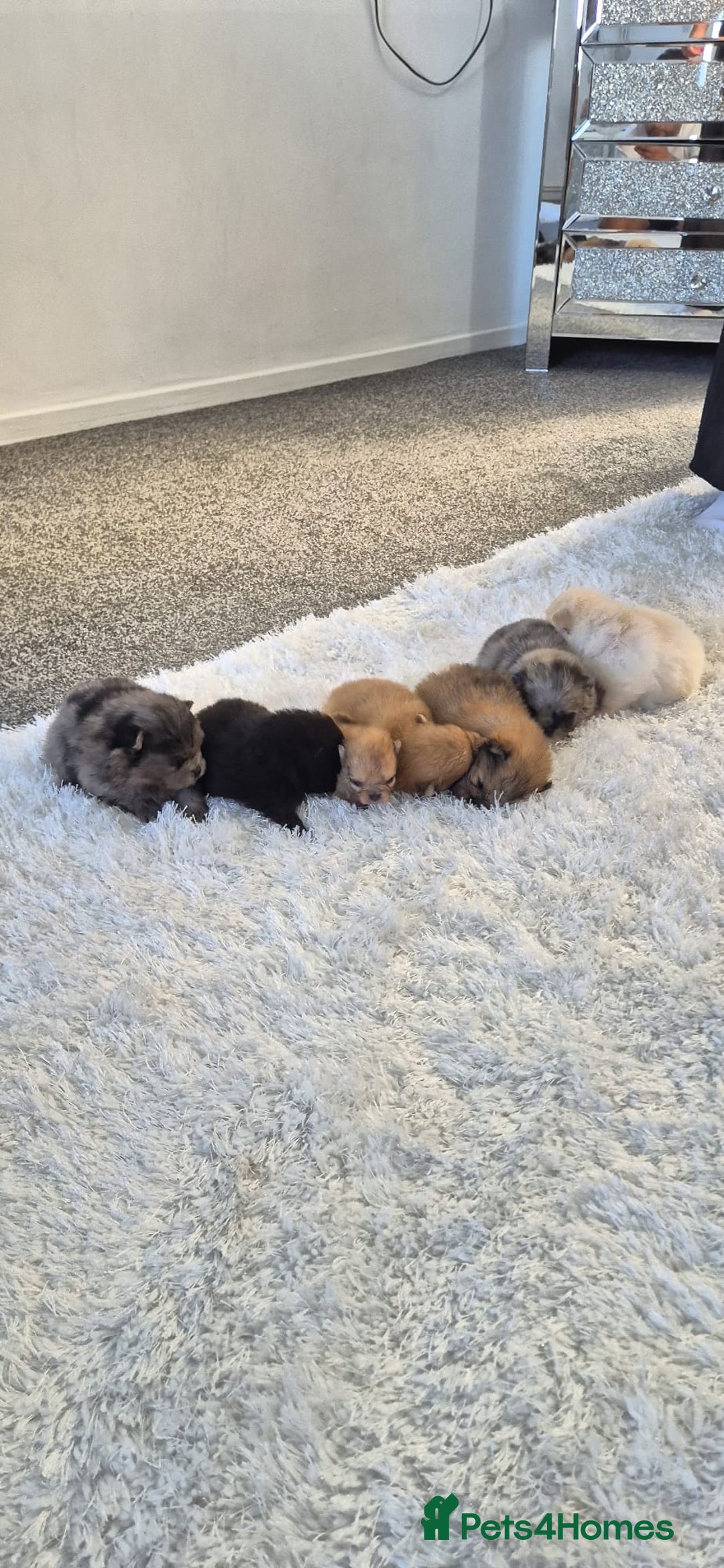 Pomeranian dogs for sale: Pomeranian teddy face xs size  - Image 13