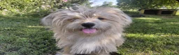 Mixed Breed dogs for adoption: COTTON, FROM A FORGOTTEN FIELD TO A BRAND-NEW LIFE - Advert 8