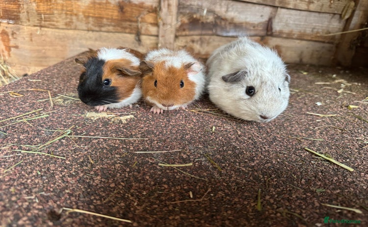 Guinea Pig rodents - Advert 4