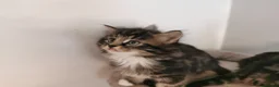 Mixed Breed cats for sale: Absolutely stunning kittens looking for a new home - Advert 18
