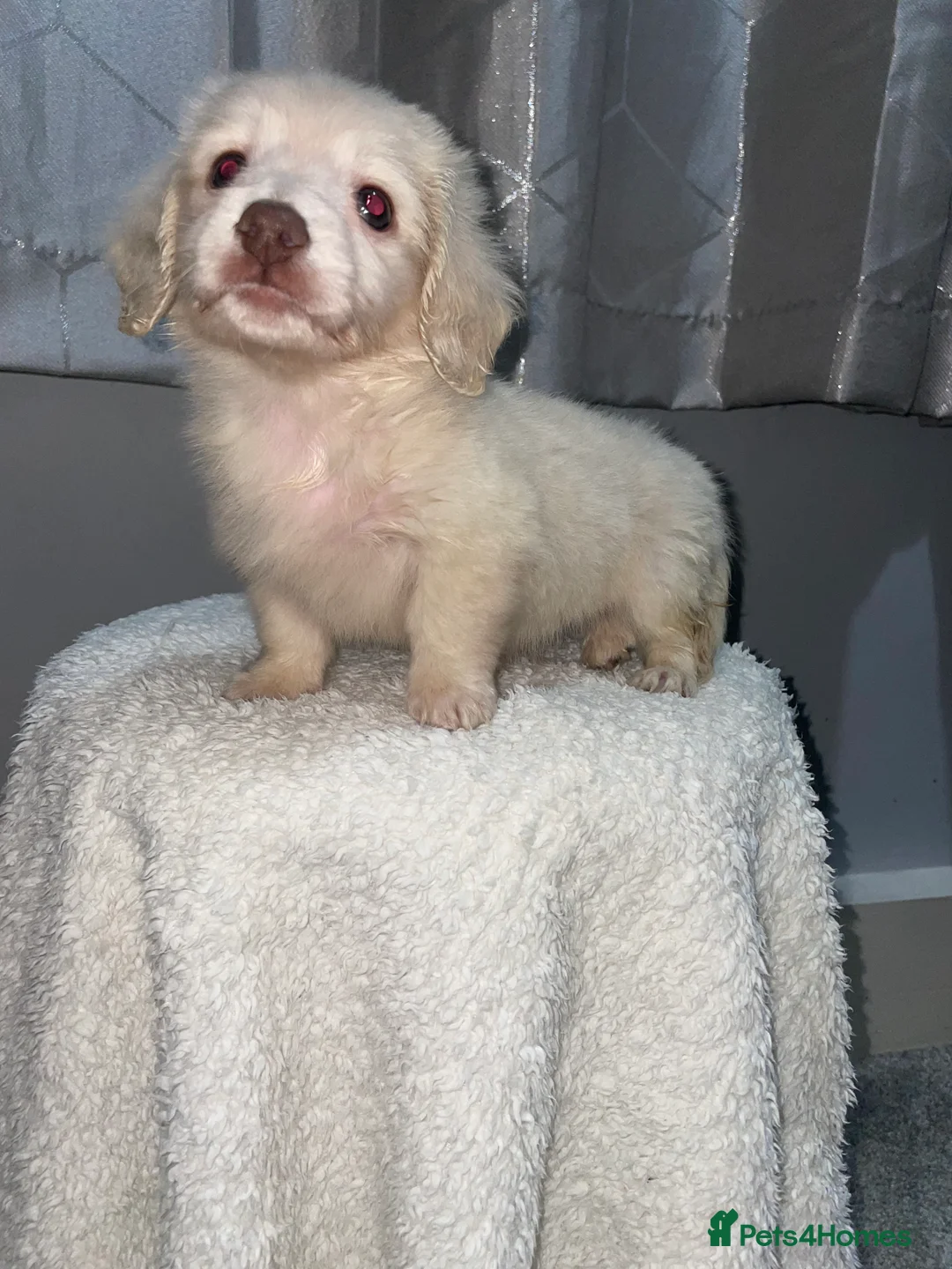 Miniature Dachshund dogs for sale: Longhaired mini creams  - Advert 5