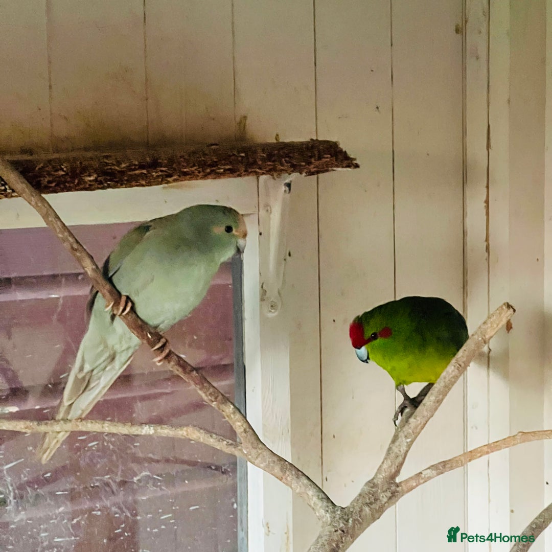 Parakeets birds for sale: Kakkarikka (parakeet) pair £120 - Advert 2